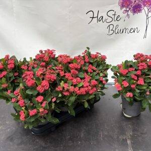 Christusdorn 'Euphorbia milii Vulcanus' T13/25cm x6