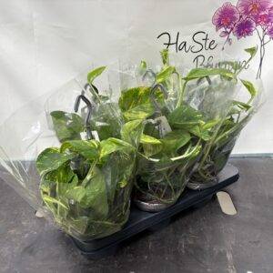 Epipremnum 'Scindapshus pin. Ampel'  T15/45cm x6