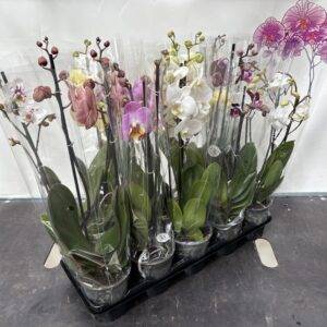 Orchideen Phalaenopsis 'Stolk Mix' 2-Triebe T12/50cm x10