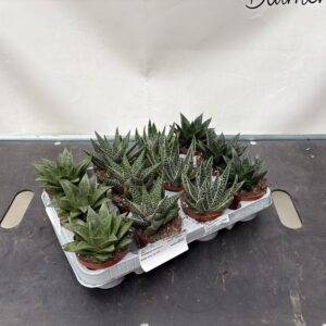 Aloe / Gasteria  Mix T9/12cm  x12