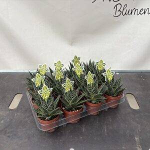 Aloe 'Tiki Tahi'  T9/17cm  x12