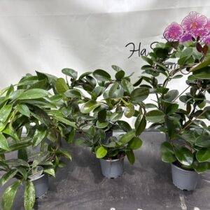 Hoya  '3-Figuren Mix'  T12/45cm x6