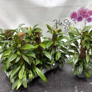 Hoya  'Moosstab'  T14/50cm x6