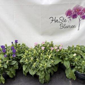 Campanula 'Medium' T11/20cm x6
