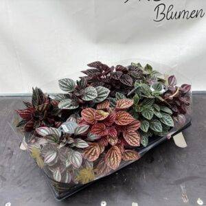 Peperomia opt.  'Mix'  T12/20cm  x8