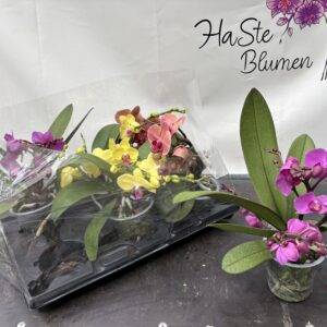 Orchideen Phalaenopsis 'Hybrid Geisha' 3-Triebe T12/40cm x6
