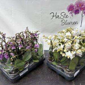 Orchideen Phalaenopsis 'Hybrid midi' 3-Triebe T9/40cm x12