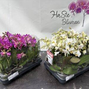 Orchideen Phalaenopsis 'Hybrid midi' 3-Triebe T9/40cm x12