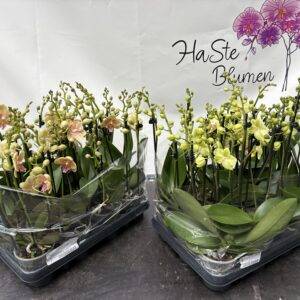 Orchideen Phalaenopsis 'Hybrid midi' 3-Triebe T9/40cm x12