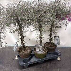 Corokia Maori 'Zickzackstrauch' Stämmchen T18/70cm