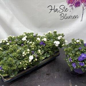 Campanula 'Twin' T14/25cm x8