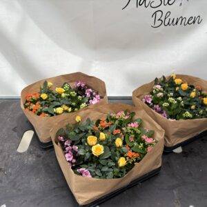 Blühpflanzen 'Mix mini' T6/10cm x12