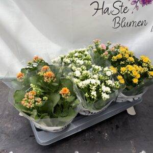 Calandiva/Kalanchoe 'Hybrid Mix' T13/25cm x6