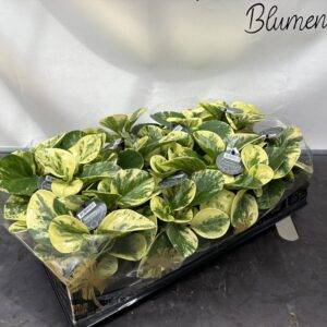 Peperomia opt.  'Green Gold'  T12/20cm  x8