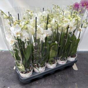 Orchideen Phalaenopsis 'Stolk weiß' 3-Triebe T12/45cm x10