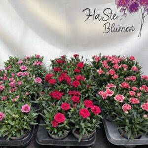 Nelken Dianthus 'Oskar' T11/20cm x12