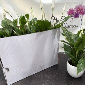 Spathiphyllum 'Strauss mit Dekotopf' Einblatt T13/50cm x6