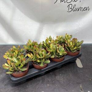 Crassula 'Sunset'  Geldbaum T12/20cm  x8