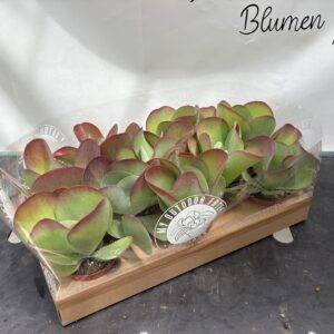 Kalanchoe 'thyrsiflora' (red Lips) T11/23cm  x10
