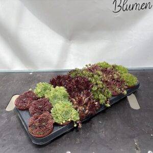 Sempervivum 'Mix' Hauswurz T9/10cm x18