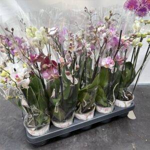 Orchideen Phalaenopsis 'Stolk Mix' 3-Triebe T12/45cm x10