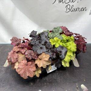 Heuchera 'Mix' Purpurglöckchen T13/25cm x10