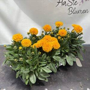 Coreopsis 'Double' Mädchenauge gefüllt T13/25cm x8