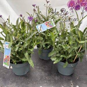 Sommerstaude 'Verbena rigida ' Eisenkraut T19/35cm x6