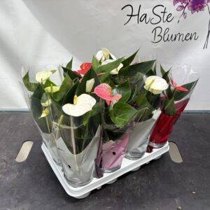 Anthurium midi 'Mix' T9/25cm x12