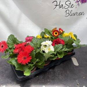 Gerbera 'Mix' T12/30cm x8