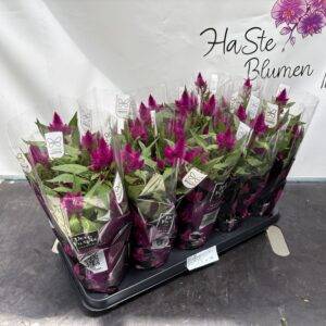 Celosia 'Deep Purple' Federbusch T12/30cm x10