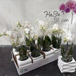 Orchideen Phalaenopsis 'midi weiß mit Wavepot' 2-Triebe T9/35cm x6
