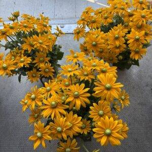 Sommerstaude 'Sunbeckia' 2-Sorten Sonnenhut 4L-T18/70cm