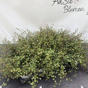 Mühlenbeckia 'Maori' T11/15cm x15
