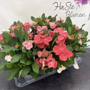 Christusdorn 'Euphorbia milli Charlotte' T14/35cm x6