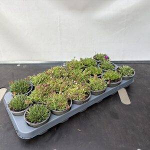 Delosperma 'Mix' Mittagsblume T10/10cm x18