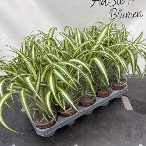 Chlorophytum var. 'Grünlilie'  T12/35cm  x10