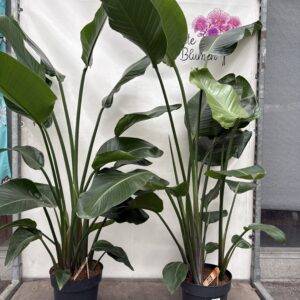 Strelitzia 'Nicolai' Grünpflanze  T24/160cm