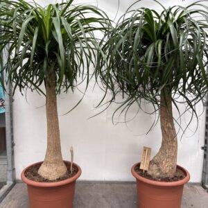 Nolina recurvata 'Elefantenfuß Stamm' T30/100cm
