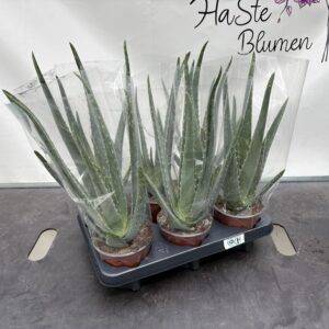Aloe 'Vera'  T12/30cm x6