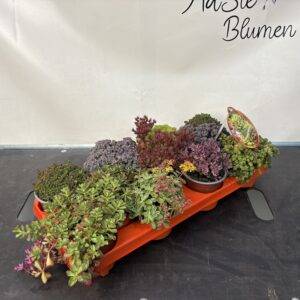 Sedum 'Outdoor Mix' T11/20cm x10