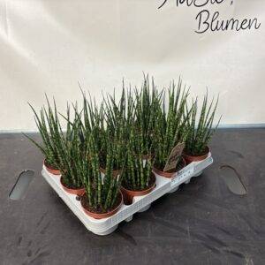 Sansevieria bac. 'Fernwood Mikado' T9/25cm x12