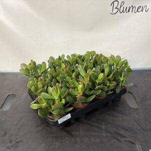 Crassula 'Sunset' Geldbaum T9/10cm  x12