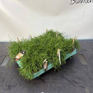 Rhipsalis 'Cassutha' T11/15cm x8