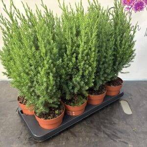 Koniferen 'Juniperus chin. Stricta' T13/45cm x8