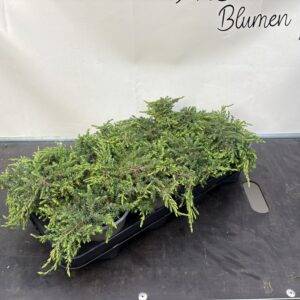 Koniferen 'Juniperus com. Green Carpet' T13/20cm x8