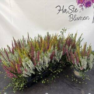 Herbstmix 'Heidemix' T11/20cm x10