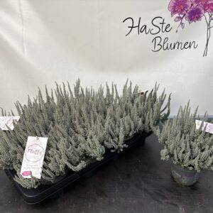 Erika 'Calluna Fluffy' T12/25cm x8