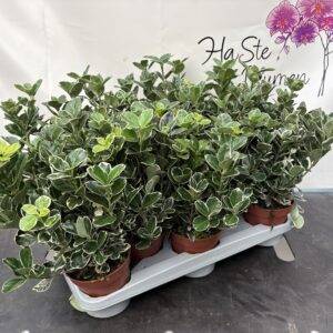 Euonymus jap. Kathy (weiß-bunt) T13/25cm x10