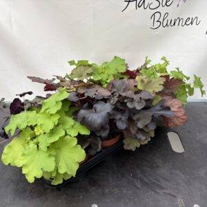 Heuchera 'Mix' Purpurglöckchen T13/25cm x8